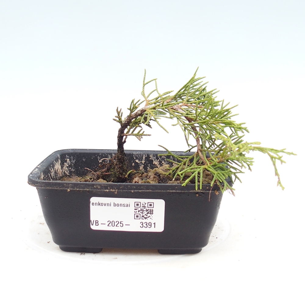 Bonsai für draußen - Juniperus chinensis Itoigawa