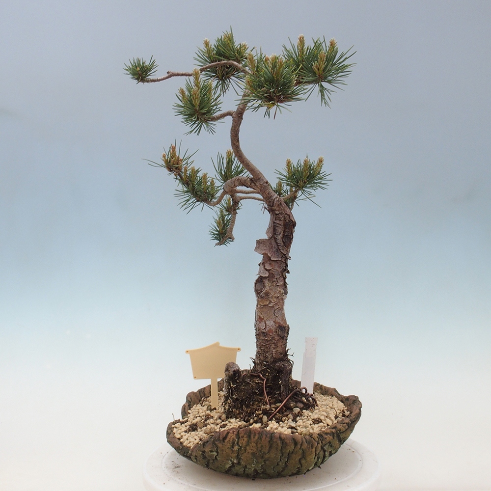 Bonsai für draußen - Pinus Sylvestris Watererri - Waldkiefer