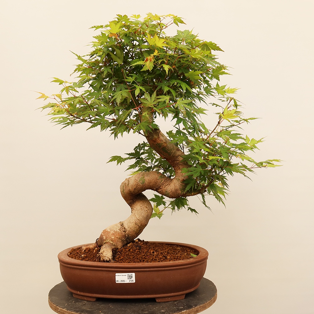 Bonsai für draußen - Ahorn palmatum - Palmen