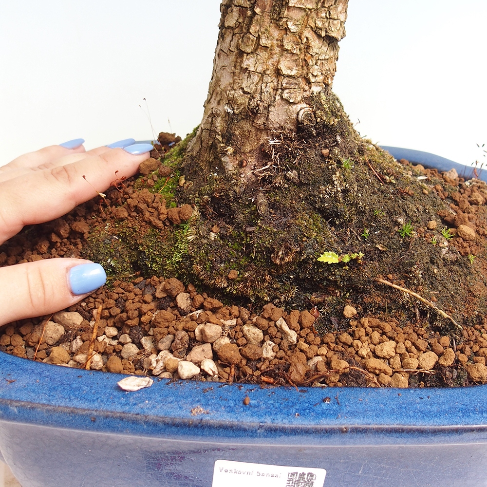 Bonsai für draußen - Zelkova - Zelkova NIRE