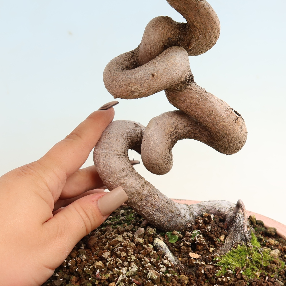 Bonsai für draußen -Carpinus CARPINOIDES - Koreanische Hainbuche
