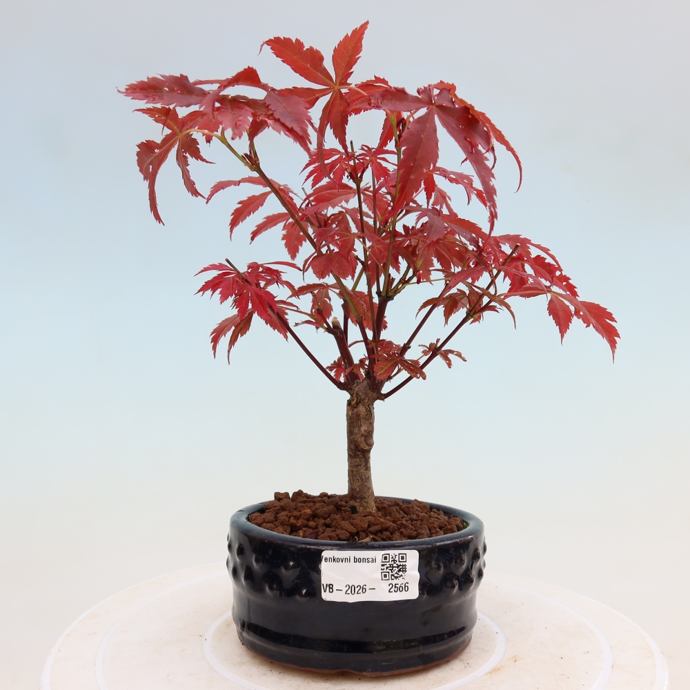 Bonsai für draußen - Acer-Palme. Atropurpureum-Javor palmate