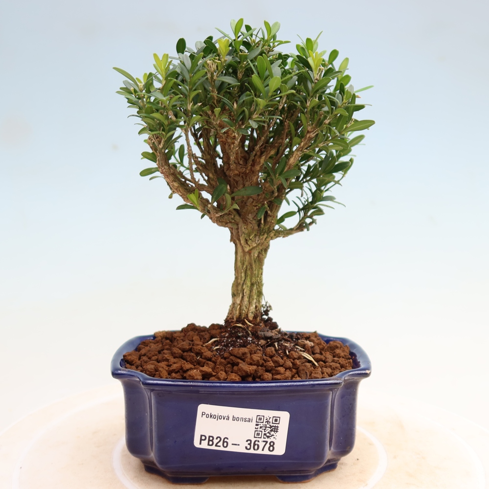 Zimmer Bonsai - Buxus harlandii - Korkbuxus