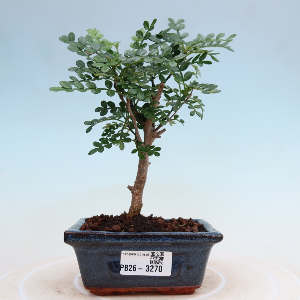 Zimmer Bonsai - Zantoxylum piperitum - Pfefferbaum