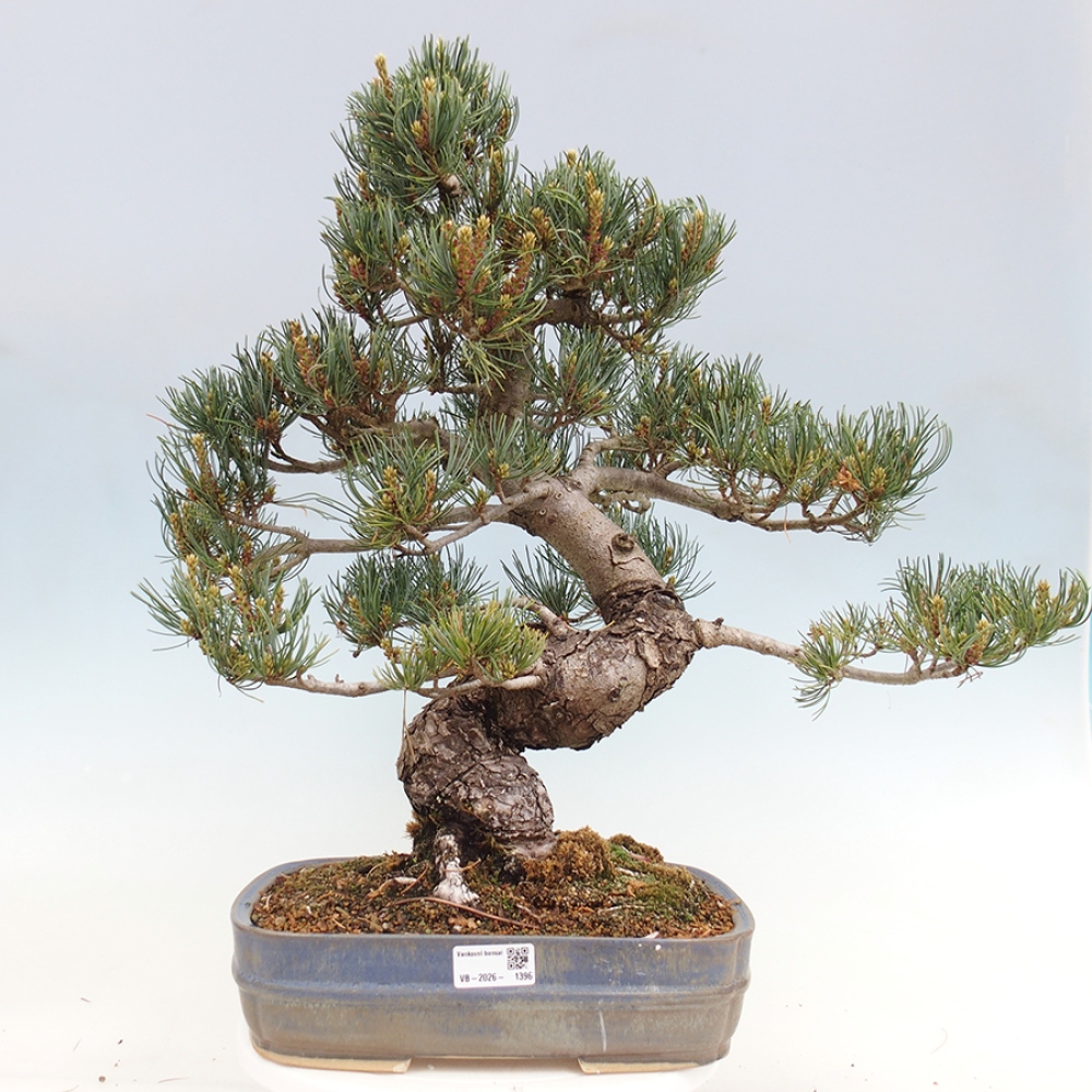 Bonsai für draußen - Pinus parviflora - Pinus parviflora
