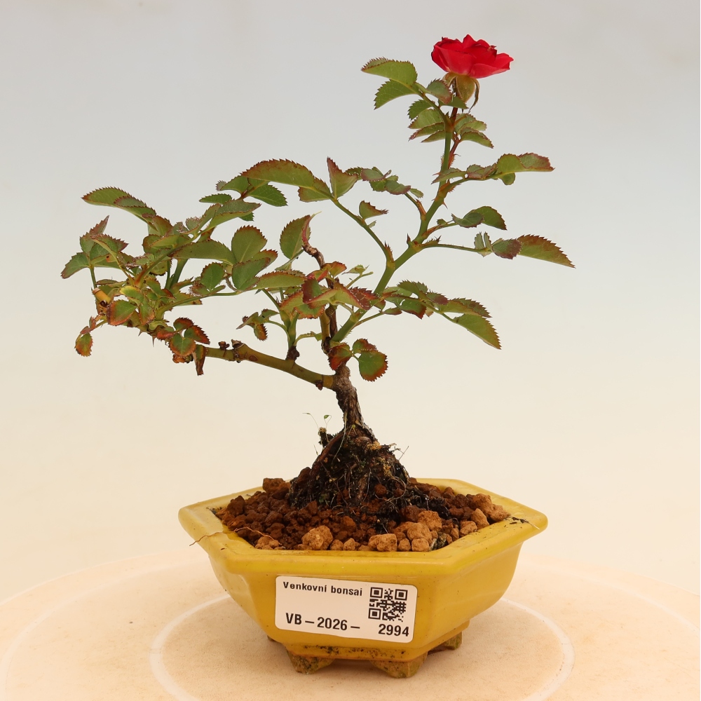 Bonsai für draußen - Rosa Kordes - Rose