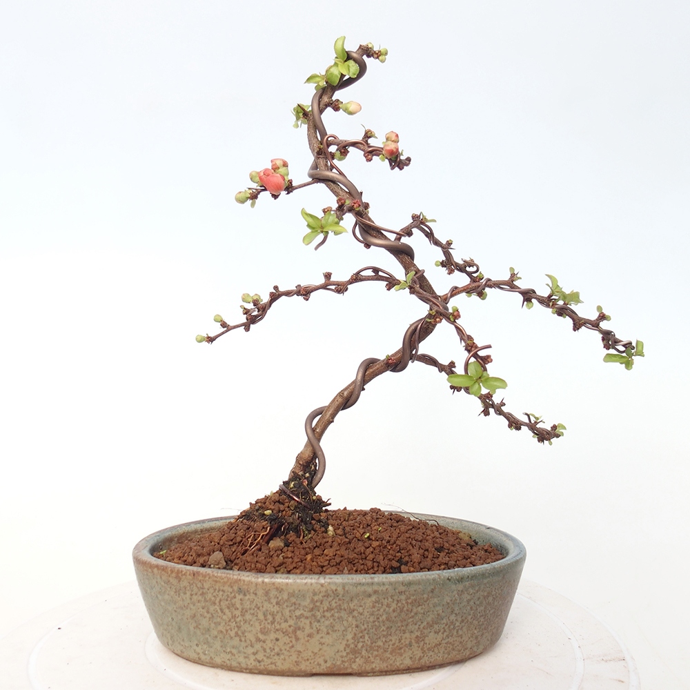 Bonsai für draußen - Chaneomeles s. Red Joy - Quitte