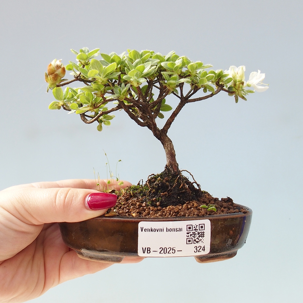 Bonsai für draußen - Rhododendron indicum - Japanische Azalee