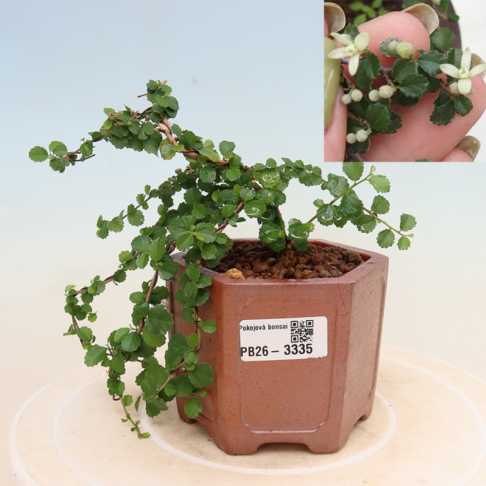 Zimmerbonsai - Grewia sp. - Grewia malafolia