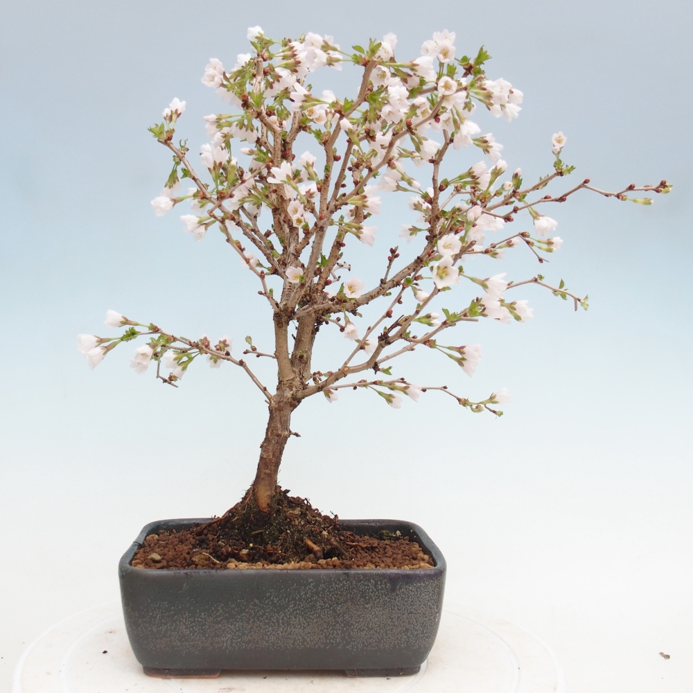Bonsai für draußen - Prunus incisa Kojou-no mai-Plivon ausgeschnitten
