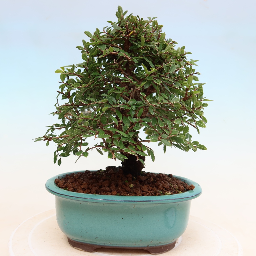 Bonsai für draußen - Zelkova - Zelkova NIRE