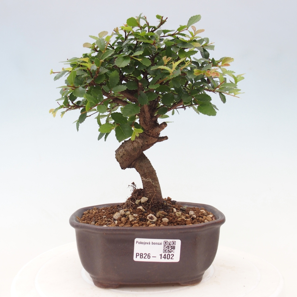 Zimmerbonsai - Ulmus parvifolia - Kleinblättrige Ulme
