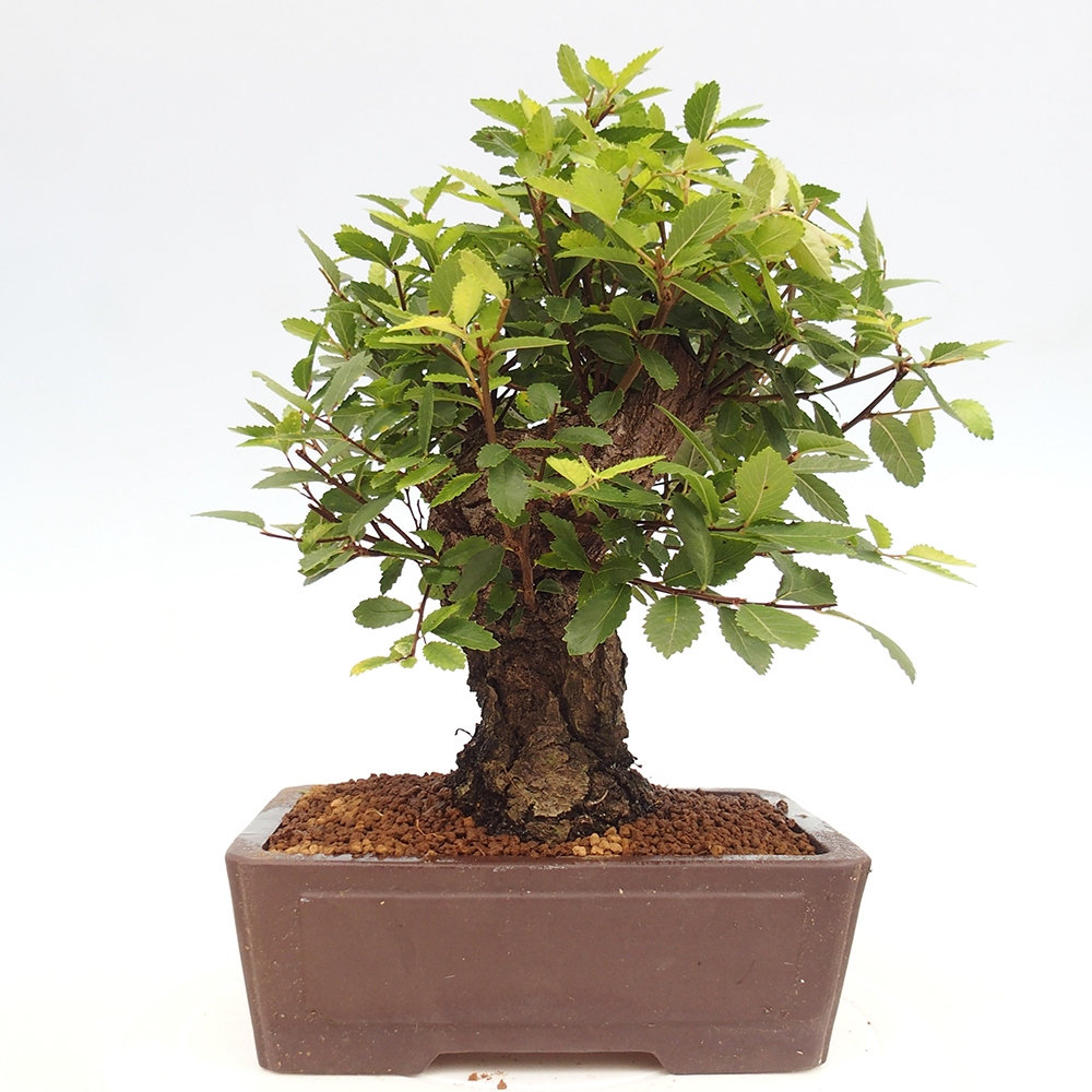 Bonsai für draußen - Zelkova - Zelkova NIRE