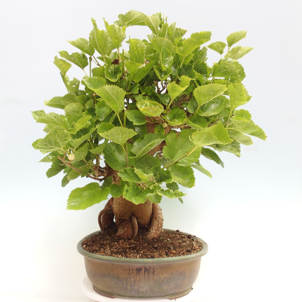 Bonsai für draußen -Morus alba - Maulbeere