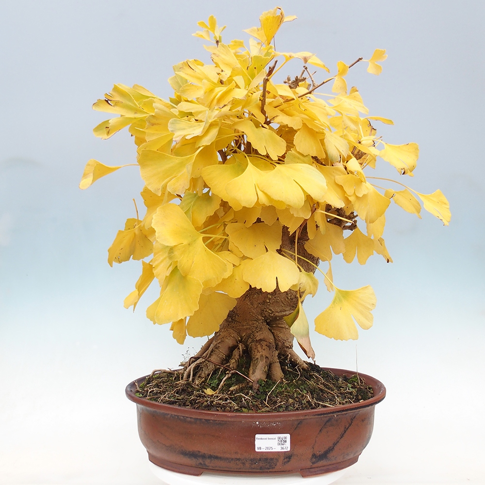 Bonsai für draußen - Ginkgo biloba - Ginkgo biloba