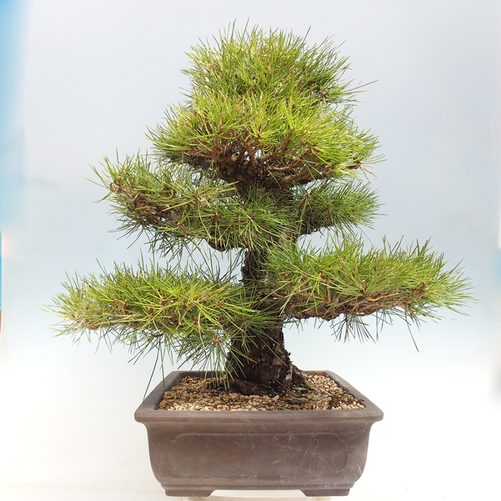 Bonsai für draußen - Pinus thunbergii - Thunberg-Kiefer