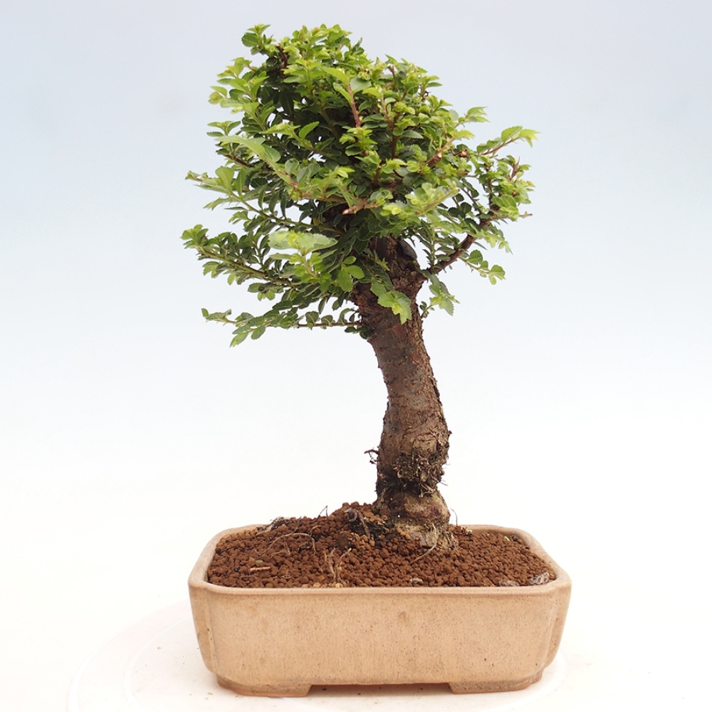 Bonsai für draußen - Ulmus parvifolia Hokkaido - Chinesische Ulme