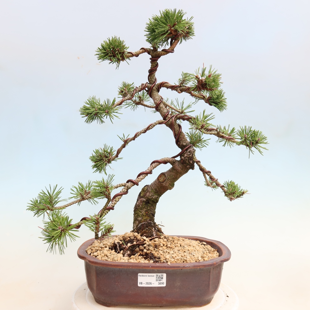 Bonsai für den Außenbereich – Pinus mugo Humpy – Zwergkiefer