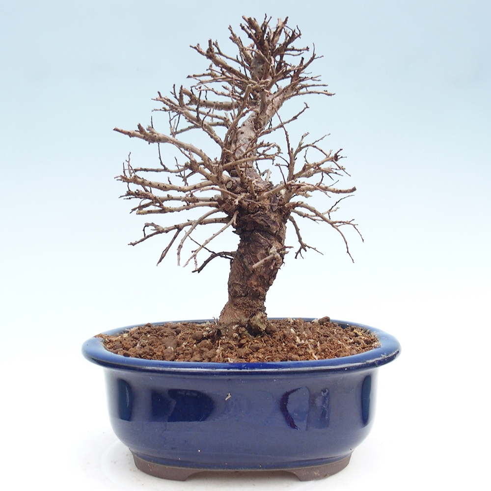 Bonsai für draußen - Zelkova - Zelkova NIRE