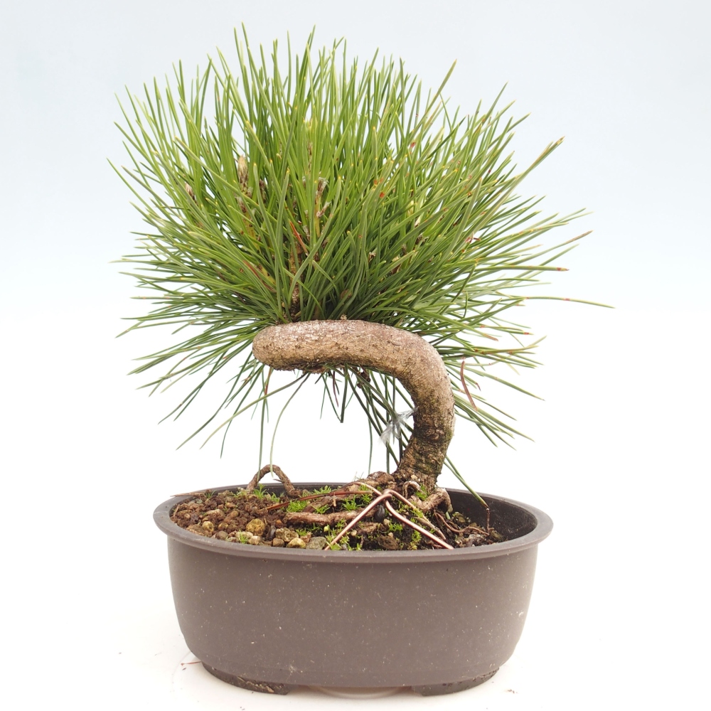 Bonsai für draußen - Pinus thunbergii - Thunberg-Kiefer