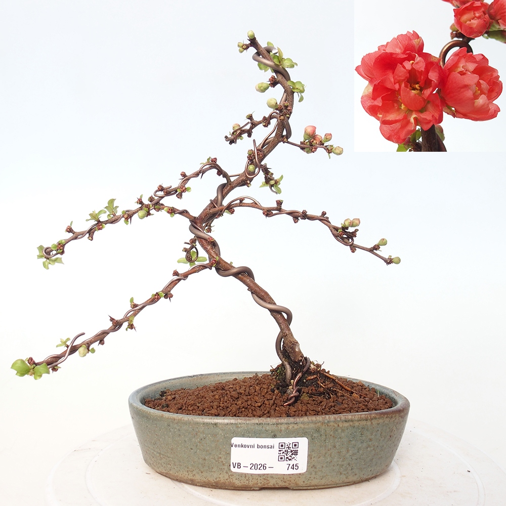 Bonsai für draußen - Chaneomeles s. Red Joy - Quitte