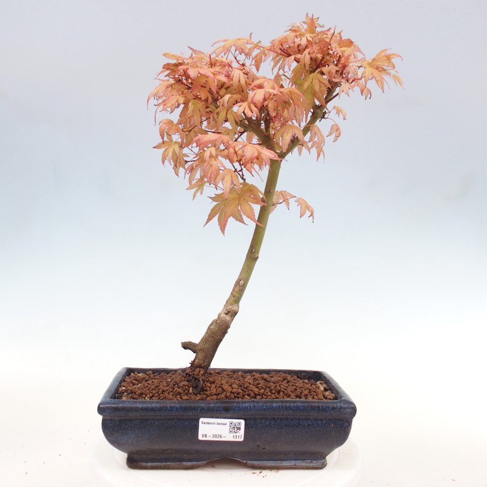 Spitzahorn - Acer palmatum Beni Tsukasa
