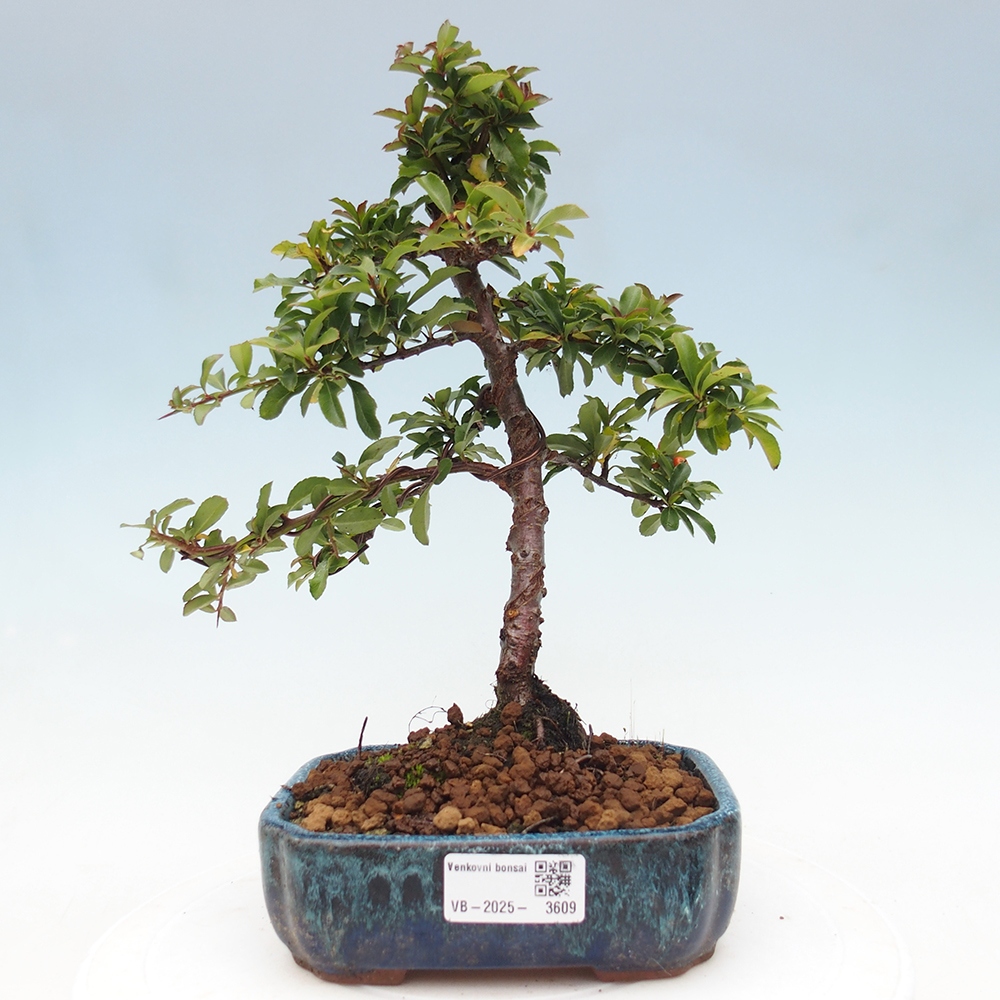 Freiland-Bonsai-Pyracantha Teton -Hlox