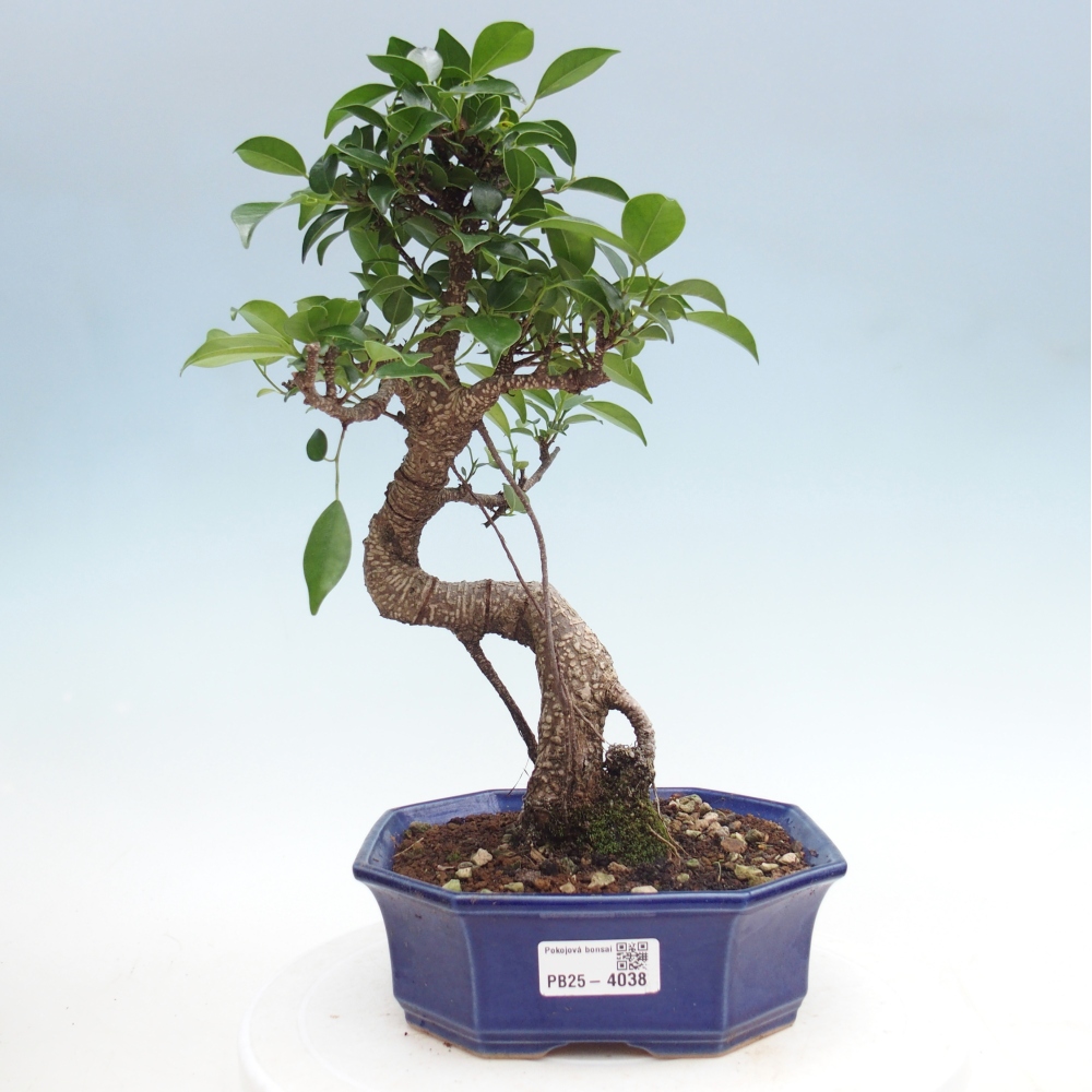 Zimmerbonsai - Ficus retusa - Kleinblättriger Ficus