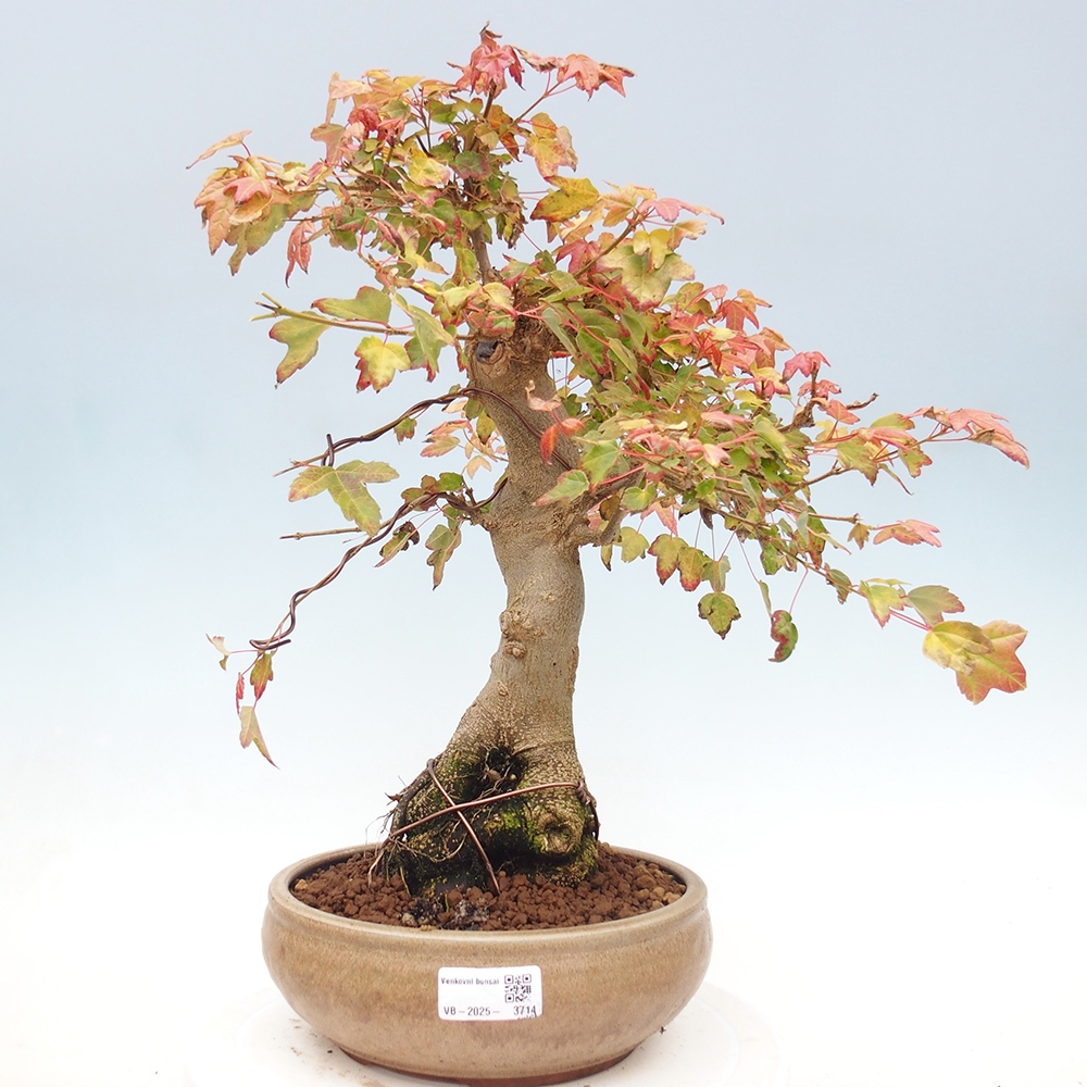 Bonsai für draußen - Acer Buergerianum - Bergahorn