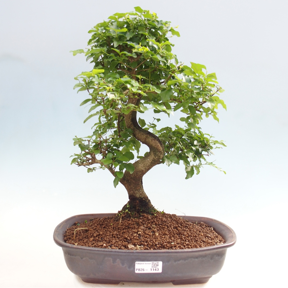 Zimmer Bonsai -Ligustrum chinensis - Vogelschnabel