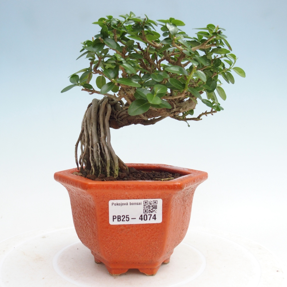 Zimmerbonsai - Premna serratifolia - Kozlovna malolista