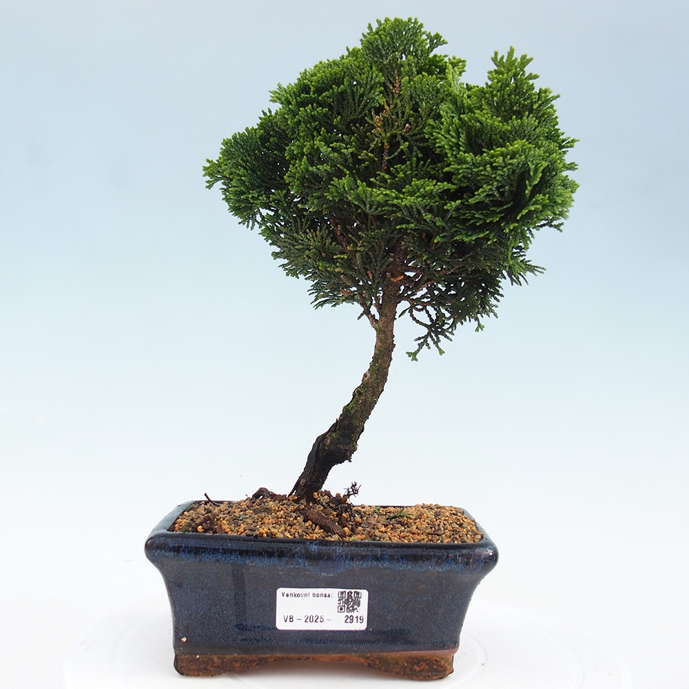 Bonsai für draußen - Cham.pis obtusa Nana Gracilis - Zypresse