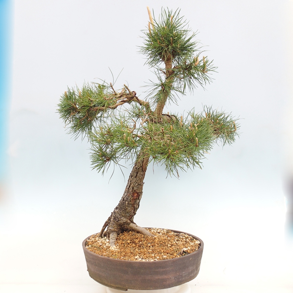 Bonsai für draußen - Pinus thunbergii - Thunberg-Kiefer