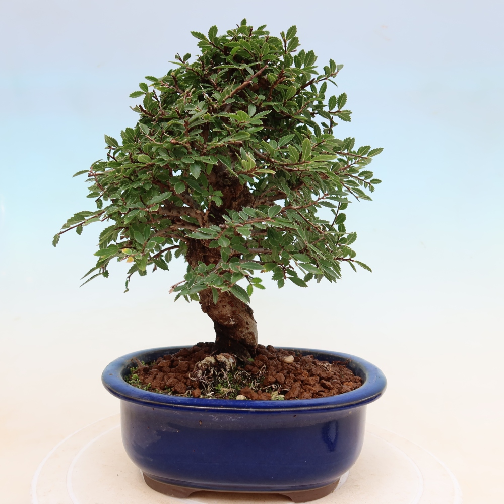 Bonsai für draußen - Zelkova - Zelkova NIRE