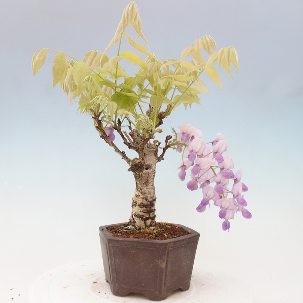 Bonsai für draußen - Wisteria floribunda