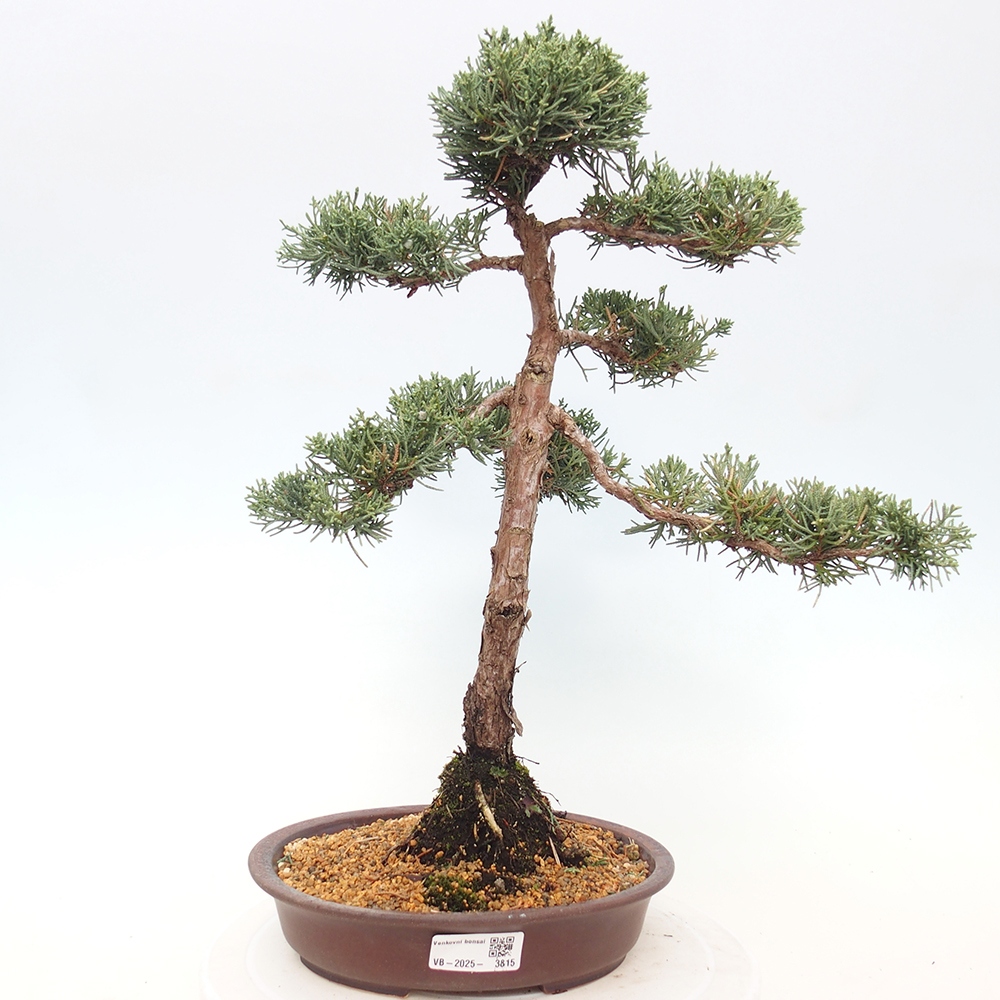 Bonsai für draußen - Juniperus chinensis Kishu