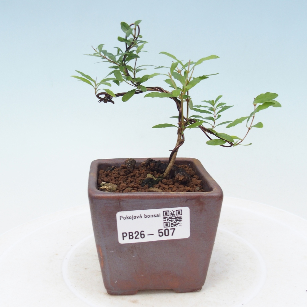 Zimmer-Bonsai-PUNICA granatum nana-Apfel-Granatapfel