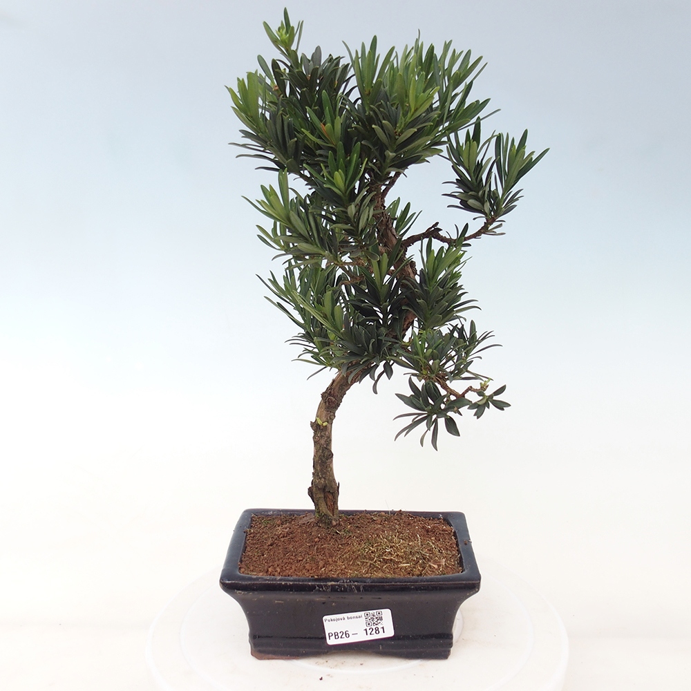 Zimmerbonsai - Podocarpus - Stein-Eibe