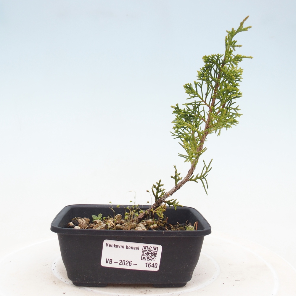 Bonsai für draußen - Juniperus chinensis Itoigawa