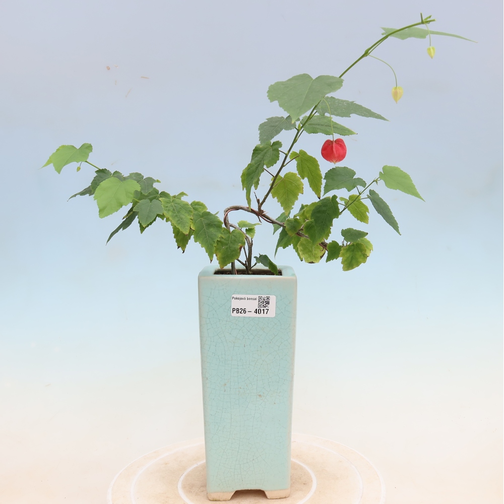 Zimmerbonsai - Abutilon Big Bell - Moltebeere