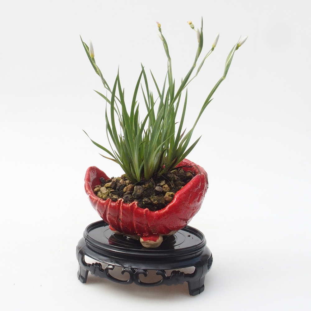 Bonsai-Tisch Kunststoff rund 10 x 10 x 3,5 cm, schwarz