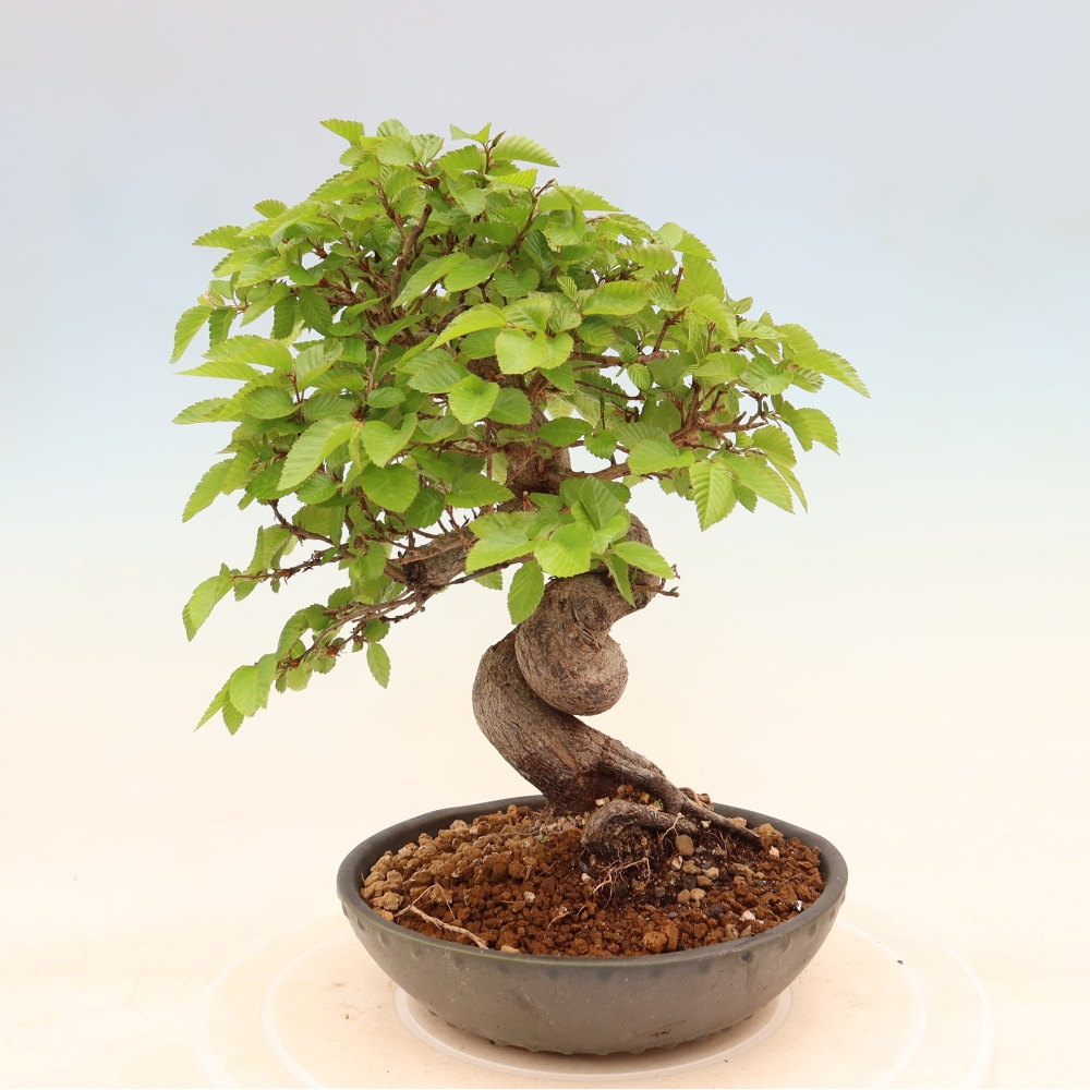 Bonsai für draußen - Karpinus Coreana - Koreanische Hainbuche
