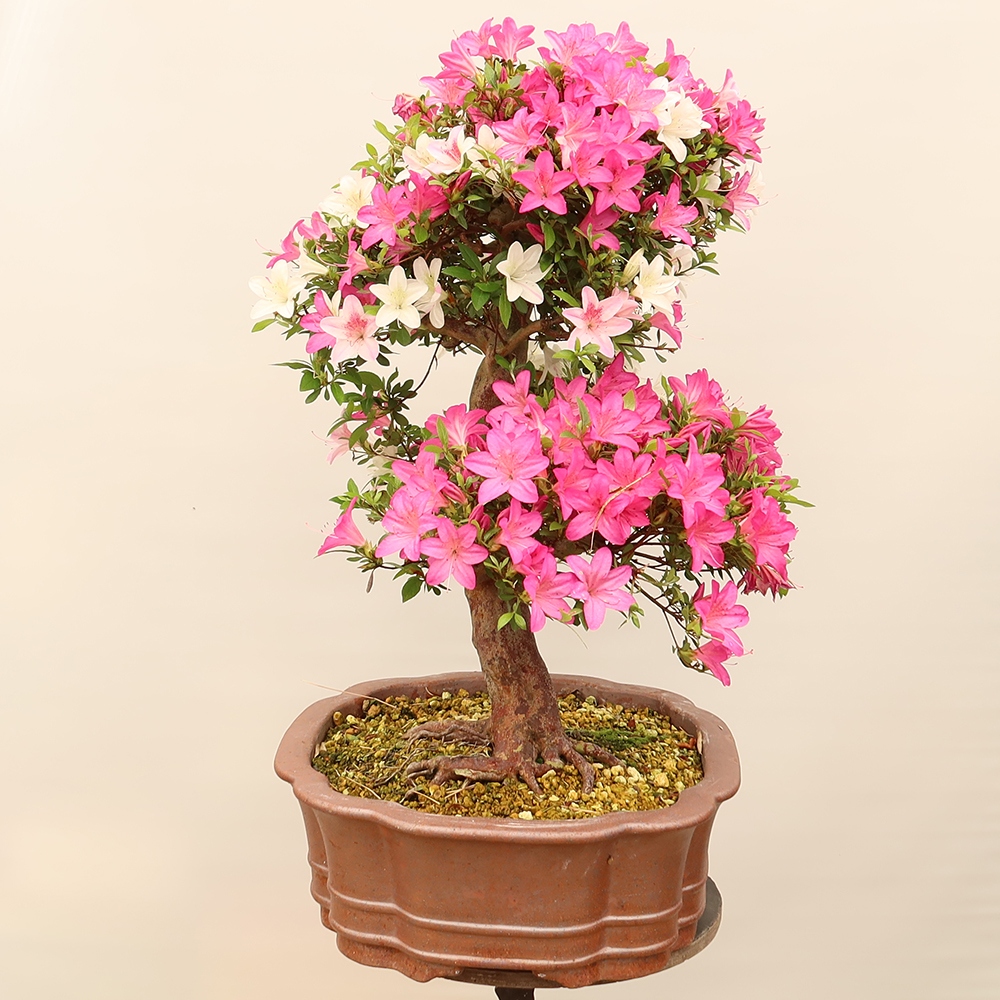 Bonsai für draußen - Japanische Azalee - Azalee Miyabihime