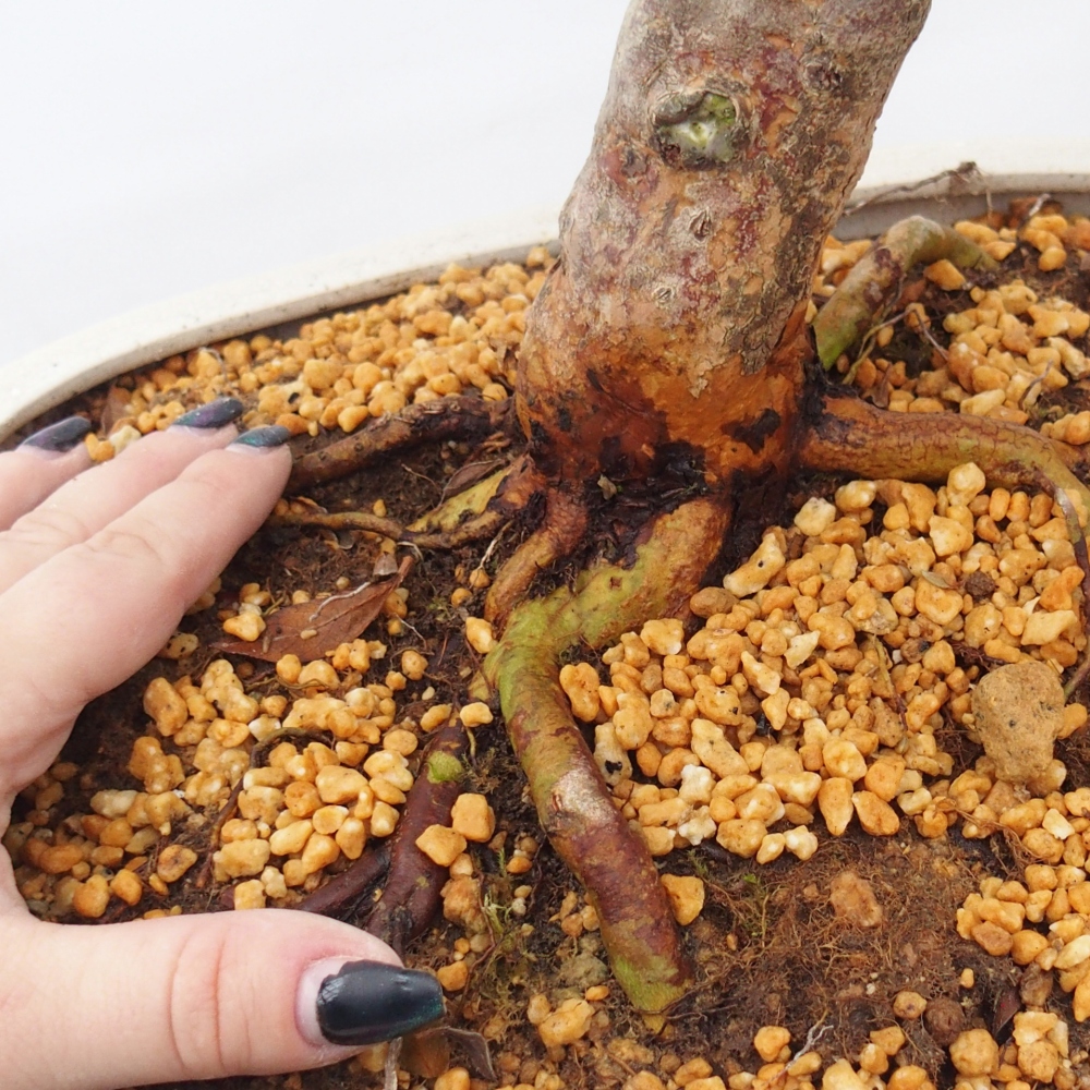 Bonsai für draußen - Japanische Azalee - Azalee Hanatsuzuri