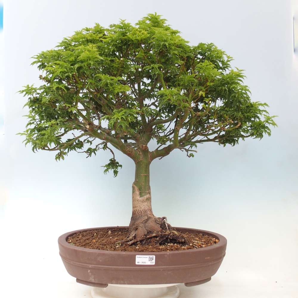 Bonsai für draußen -Javor-Palme Acer palmatum Shishigashira