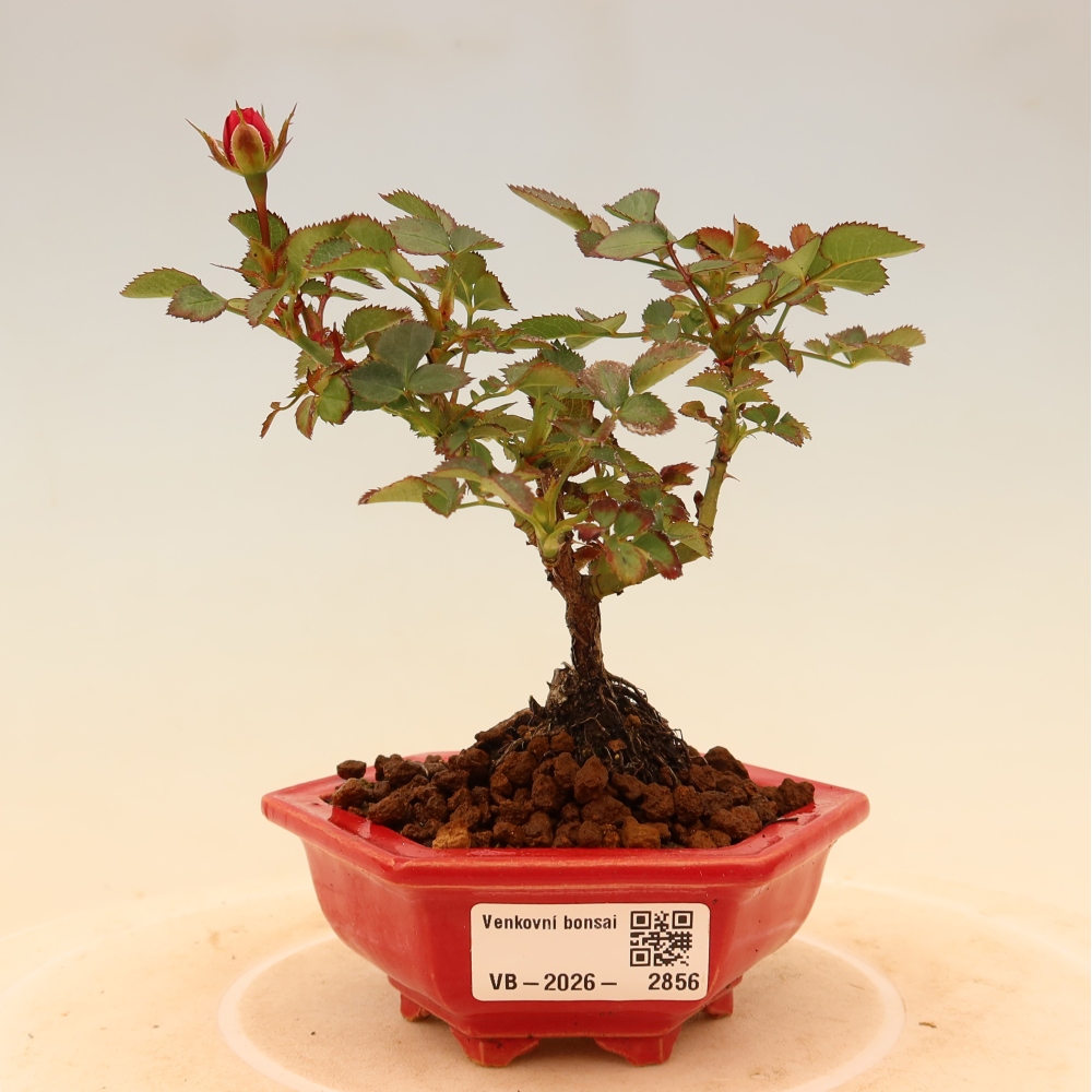 Bonsai für draußen - Rosa Kordes - Rose