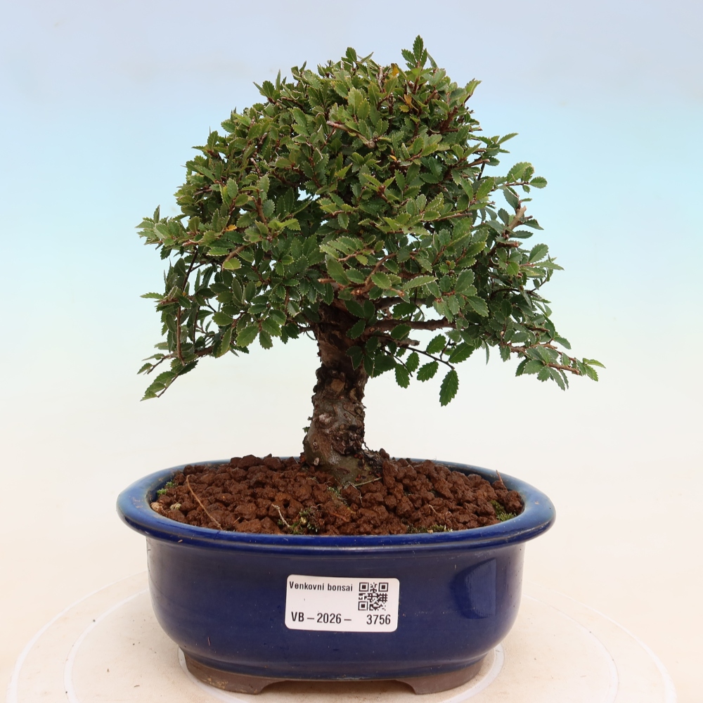 Bonsai für draußen - Zelkova - Zelkova NIRE