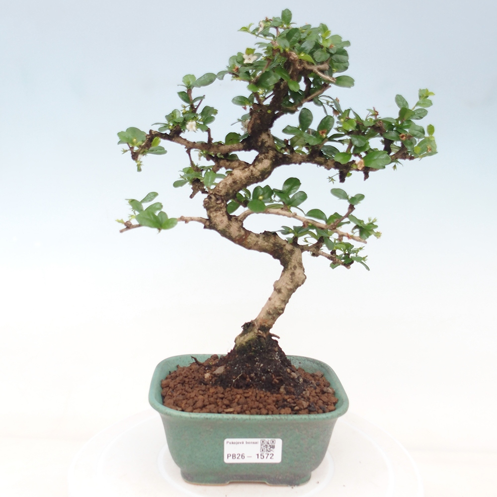 Zimmer-Bonsai - Carmona macrophylla - Tee-Fuki