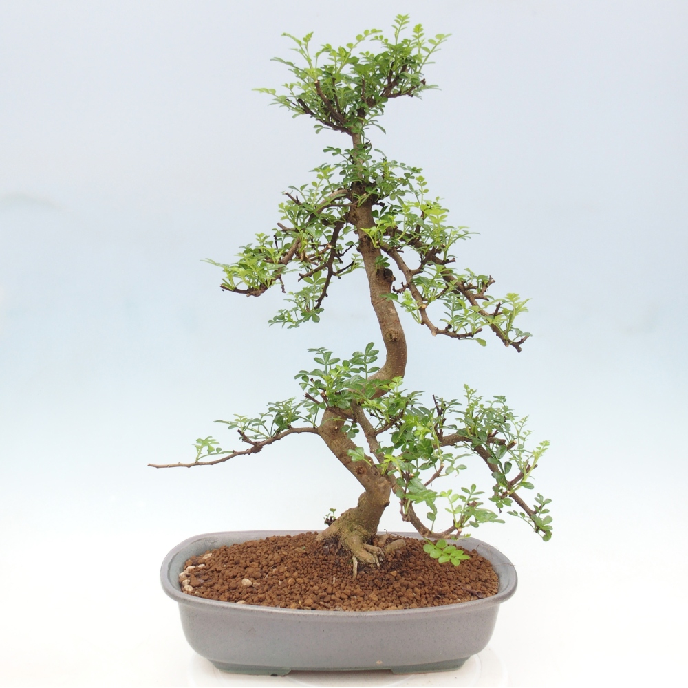 Zimmer Bonsai - Zantoxylum piperitum - Pfefferbaum
