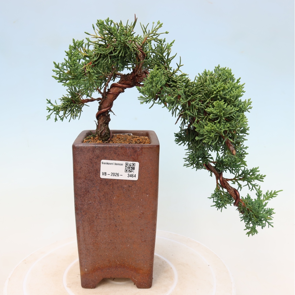 Bonsai für draußen - Juniperus chinensis Kishu